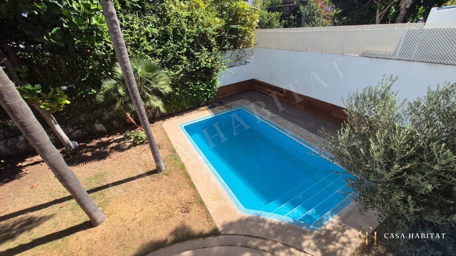 Piscine rectangulaire avec margelle, palmiers et oliviers autour